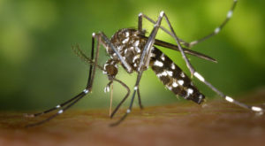 Remède naturel anti moustique