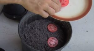Comment faire des plants de tomates avec des graines