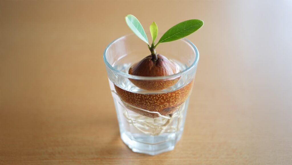 comment faire pousser un avocat